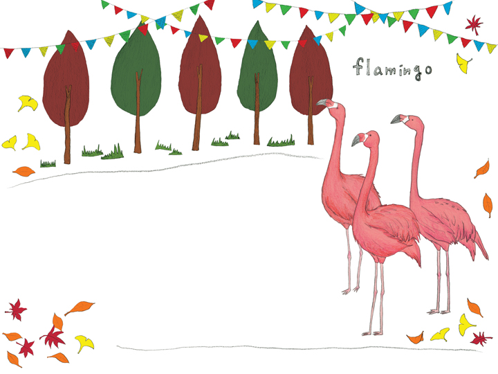 칠레홍학 - Chilean Flamingo 